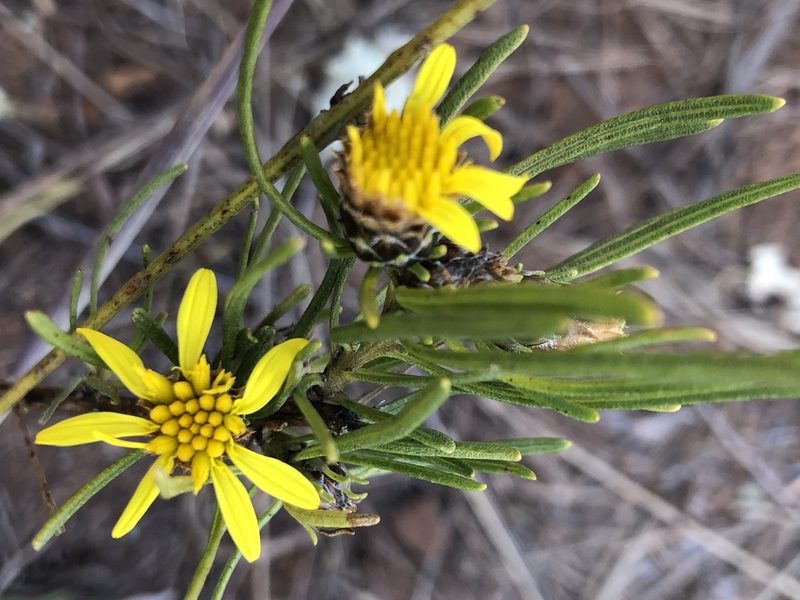 Geigeria burkei, photographed by Tam