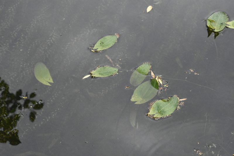 Sagittaria sagittifolia, photographed by Марина Садыкова