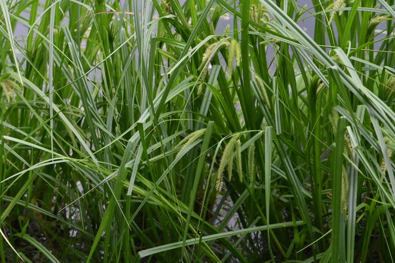 Carex pseudocyperus, photographed by Марина Садыкова