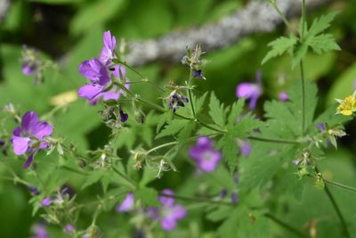 Geranium sylvaticum, photographed by Марина Садыкова