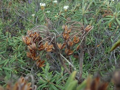 Rhododendron groenlandicum, photographed by F Quiec