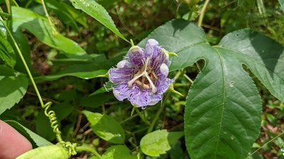 Passiflora incarnata, photographed by Joseph Aubert