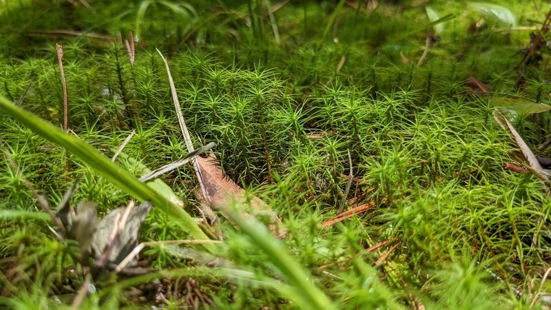 Polytrichum commune, photographed by Joseph Aubert
