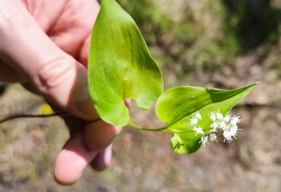 Maianthemum bifolium, photographed by Andreas Schneider