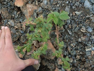 Rubus idaeus, photographed by F Quiec