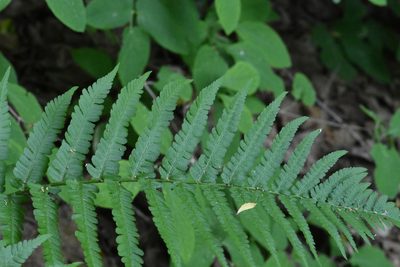 Dryopteris filix-mas, photographed by Марина Садыкова