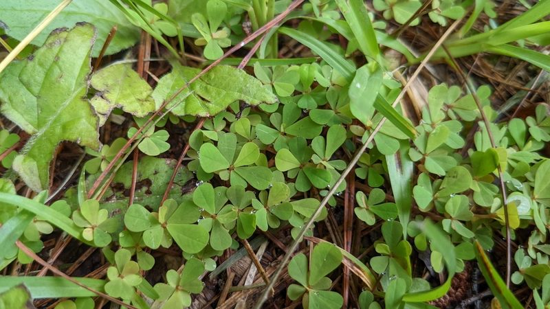 Phyllanthus urinaria, photographed by Joseph Aubert