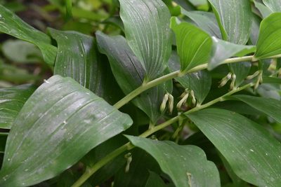 Polygonatum multiflorum, photographed by Марина Садыкова