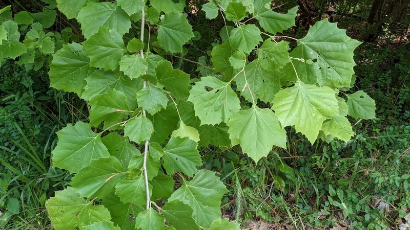 Platanus occidentalis, photographed by Joseph Aubert