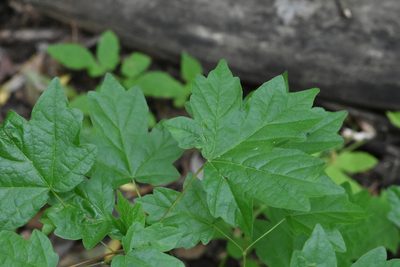Acer campestre, photographed by Марина Садыкова