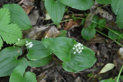 Maianthemum bifolium, photographed by Марина Садыкова