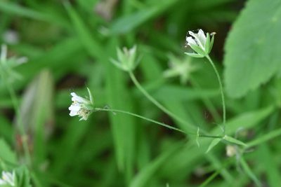 Rabelera holostea, photographed by Марина Садыкова