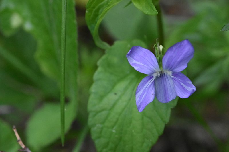 Viola nemoralis, photographed by Марина Садыкова