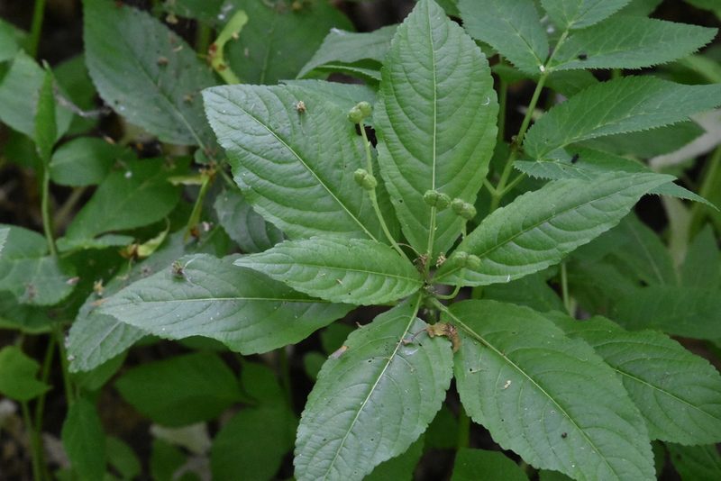 Mercurialis perennis, photographed by Марина Садыкова