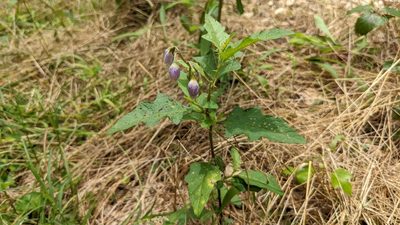 Solanum carolinense, photographed by Joseph Aubert