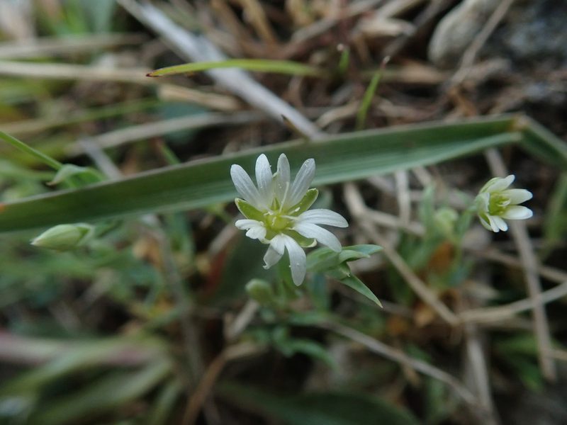 Stellaria longipes, photographed by F Quiec