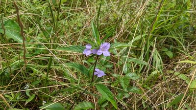 Ruellia caroliniensis, photographed by Joseph Aubert