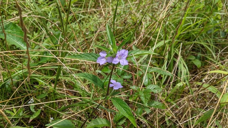 Ruellia caroliniensis, photographed by Joseph Aubert