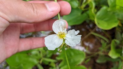 Aquarius cordifolius