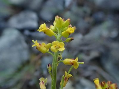 Barbarea orthoceras
