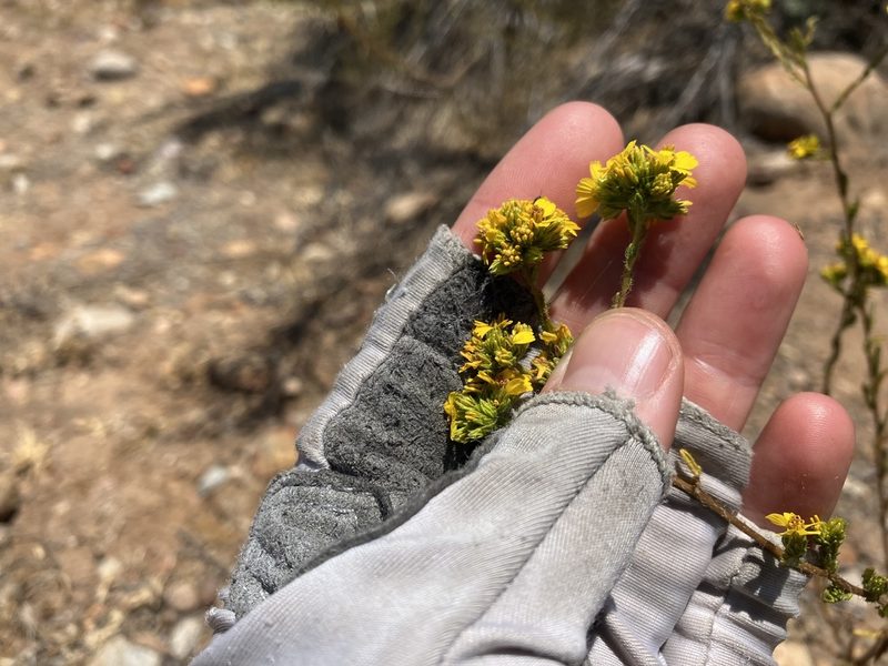 Deinandra fasciculata, photographed by Jess Mullins