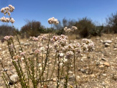 Eriogonum fasciculatum, photographed by Jess Mullins