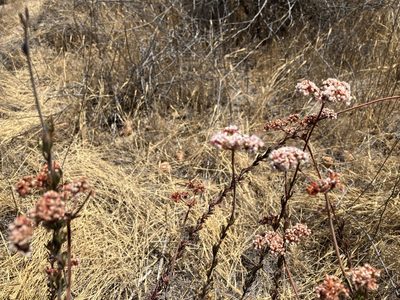 Eriogonum fasciculatum, photographed by Jess Mullins