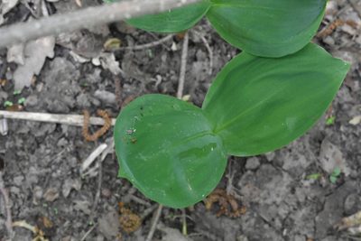 Convallaria majalis, photographed by Марина Садыкова