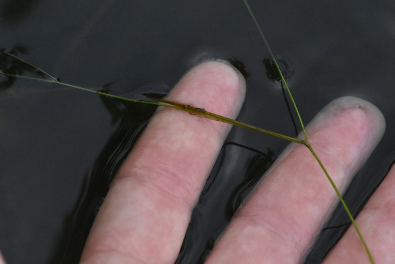 Potamogeton trichoides, photographed by Марина Садыкова