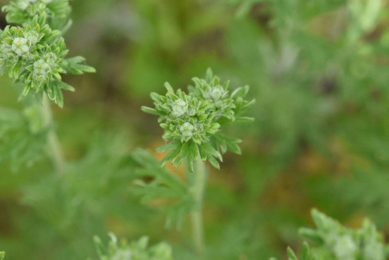 Potentilla argentea, photographed by Марина Садыкова