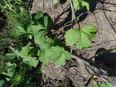 Humulus lupulus, photographed by Vladimir Atachkin