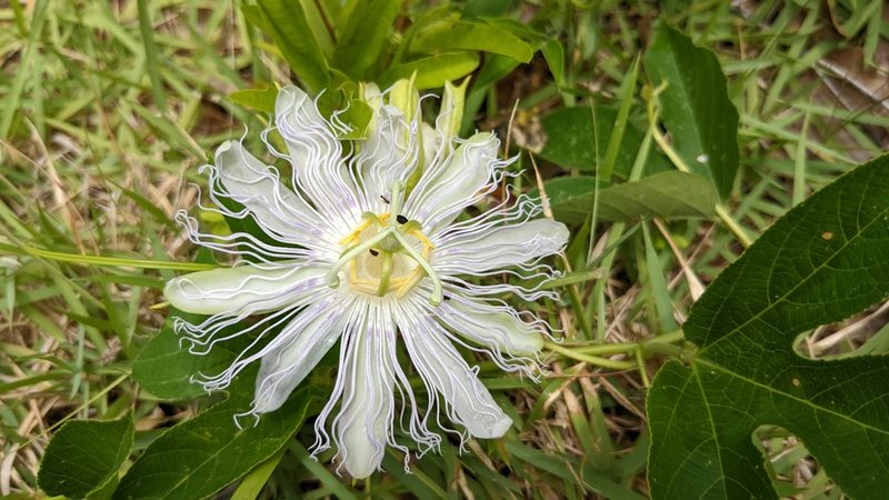 Passiflora incarnata, photographed by Joseph Aubert