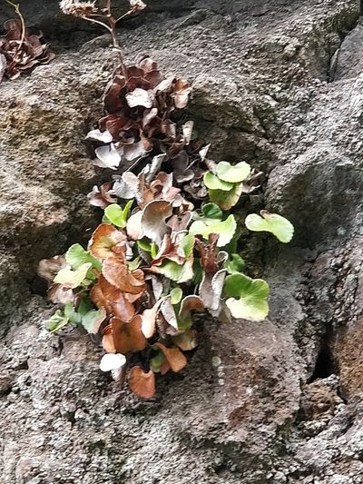 Adiantum reniforme, photographed by Vítor Jorge