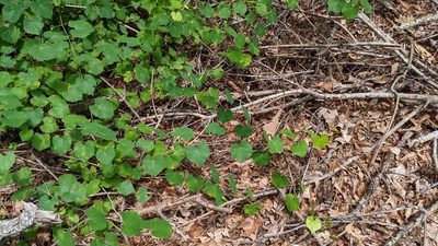 Vitis rotundifolia, photographed by Joseph Aubert