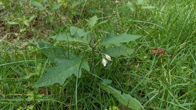 Solanum carolinense, photographed by Joseph Aubert