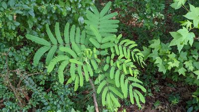 Albizia julibrissin