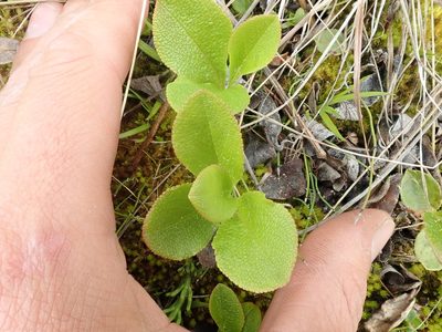 Arctous rubra