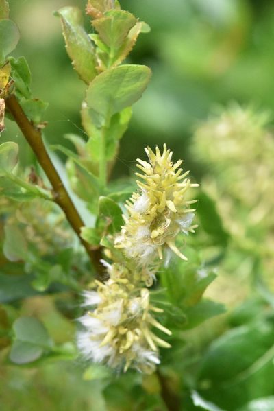 Salix starkeana, photographed by Марина Садыкова