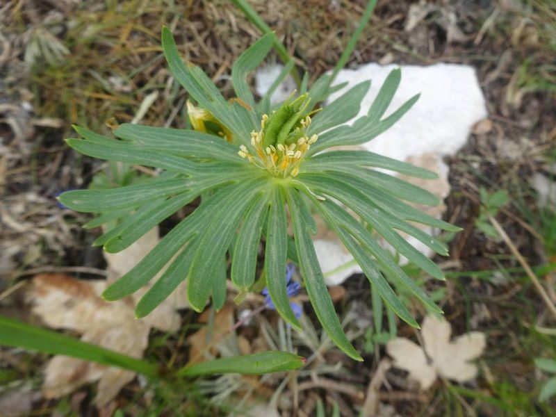 Eranthis cilicica, photographed by Ben Costamagna