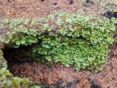 Marchantia polymorpha, photographed by Megan Blackmore