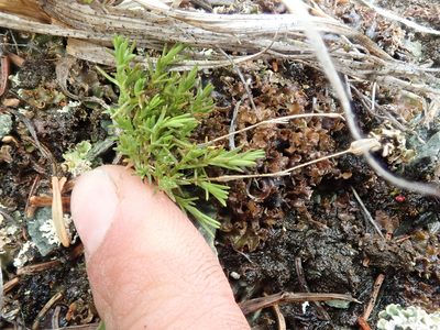 Cherleria obtusiloba