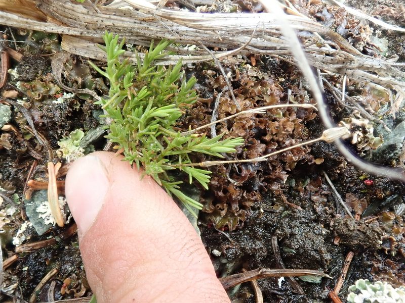 Cherleria obtusiloba, photographed by F Quiec