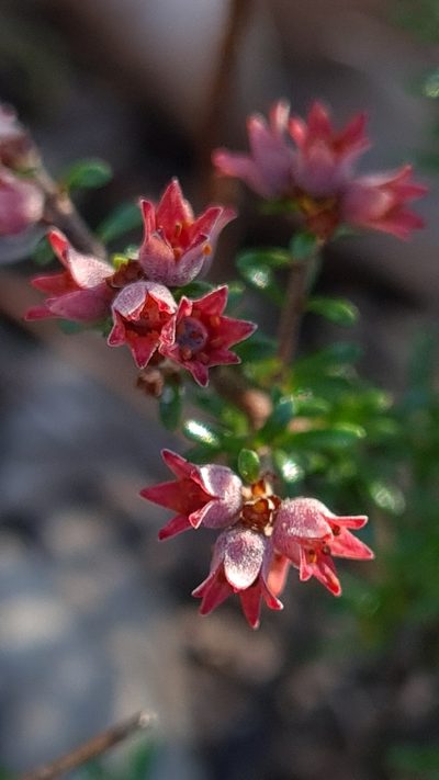 Cryptandra amara, photographed by Petra Holland
