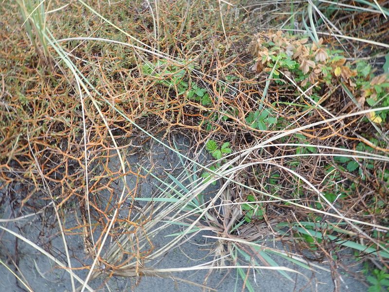 Coprosma acerosa, photographed by Arnim Littek