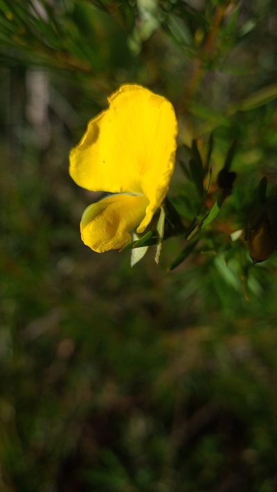Gompholobium grandiflorum, photographed by Petra Holland