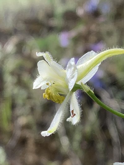 Delphinium xantholeucum, photographed by Tom Erler