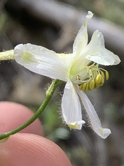 Delphinium xantholeucum, photographed by Tom Erler