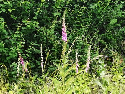 Digitalis purpurea, photographed by Rachel Webster