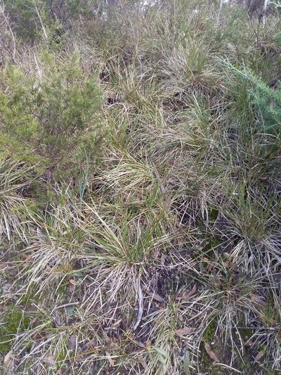 Lomandra densiflora, photographed by insiderelic