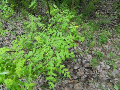 Caragana arborescens, photographed by Виктория Билоус